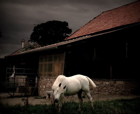 white horse  nebojsa mladjenovic flickr