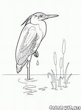 Colorkid Coloring Heron sketch template