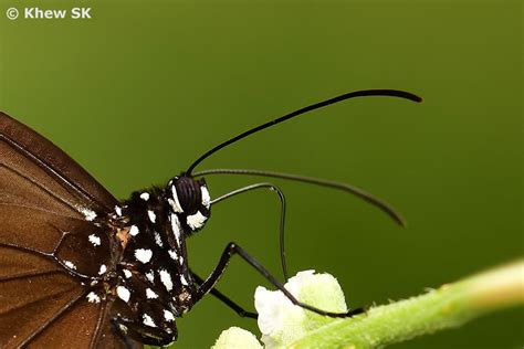 butterflies  singapore  butterfly antennae