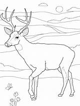Hunting Coloring Pages Dog Getcolorings Color sketch template