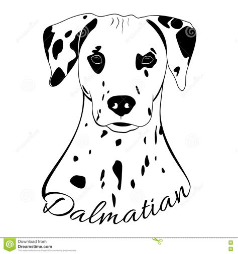 dalmatian dog head stock vector illustration  collection