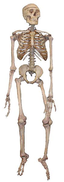 Tiariantirahmawati Skeleton System