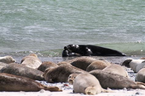 cute killers gray seals maul suffocate seals and