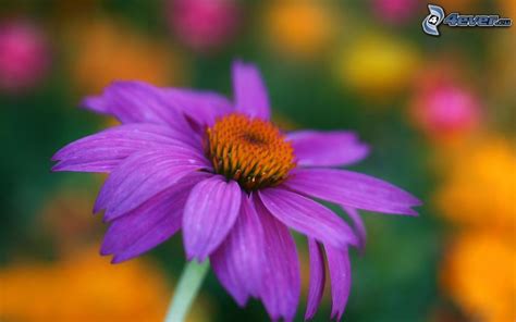 flor purpura
