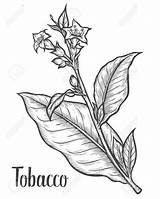 Tobacco Tabakpflanze Tabaco Tabak Gezeichnet Auswählen Zeichnung sketch template