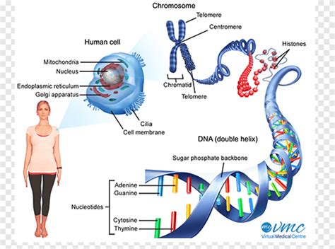Dna Rna Chromosome Cell Genetics Dna Text Biology Png Pngegg