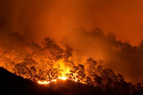 amazon rainforest fires organic authority