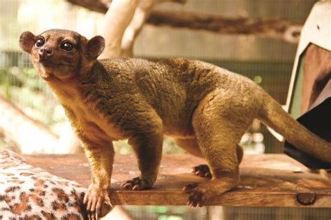 kinkajou natural history   net