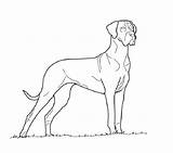Dogge Zeichnen Hund Doggen Coloringareas sketch template