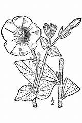 Petunia Petunias sketch template