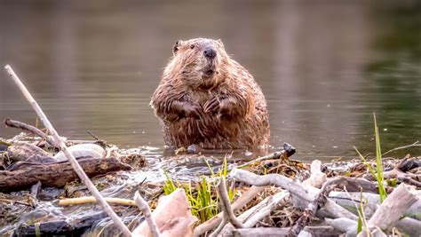 beavers build dams bbc science focus magazine