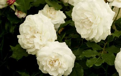 the 14 best pure and beautiful white rose varieties