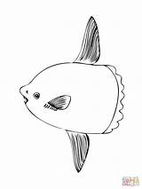 Sunfish Coloring Pages Drawing Printable Color Template Supercoloring sketch template