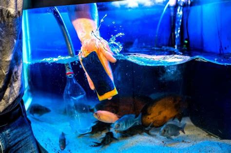 tips   membersihkan kaca aquarium  kinclong