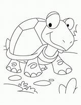 Tortoise Hare Chick sketch template