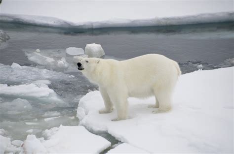 spotting polar bears   arctic circle designdestinations