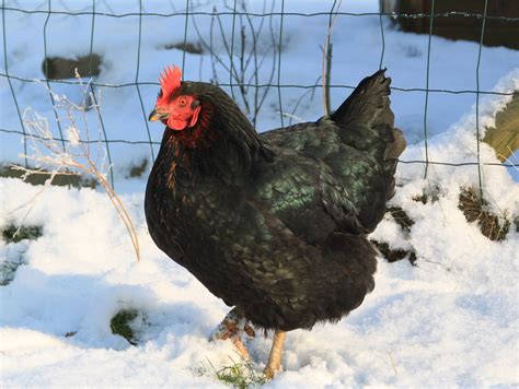zwarte kip  de witte sneeuw kristel van loock flickr