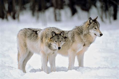 wolves howl britannica