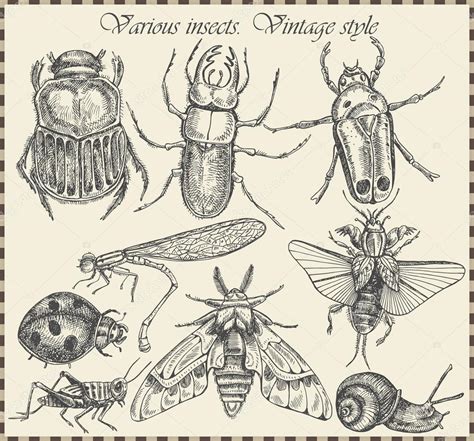 vector set insects  vintage style stock vector  hyv