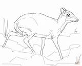 Mouse Deer Coloring Pages Lesser Printable Drawing Online Supercoloring Categories sketch template