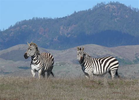 curious zebras  photographers    zebra safar flickr