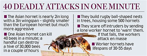 Cnn Reports Killer Hornets Sting At Least 19 People To