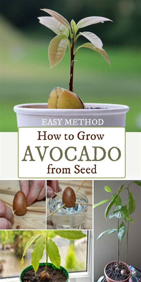 10 How To Raise An Avocado Seed Ideas – Eviva Midtown