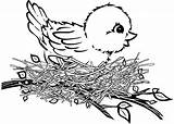 Bird Nest Coloring Birds Clipart Baby Pages Cartoon Drawing Cute Clip Printable Branch Illustration Little Cliparts Patterns Kids Tweety Sweet sketch template