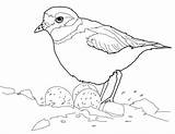 Plover Piping Nest Coloring Eggs Pages Drawing Bird Dot Categories sketch template