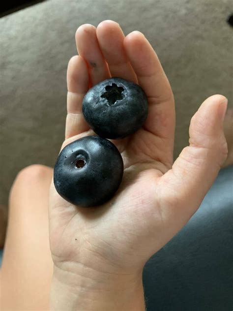 biggest blueberries ive   gag