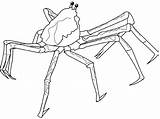 Crab Spider Coloring Japanese Drawings Designlooter 5kb 540px Hermit sketch template