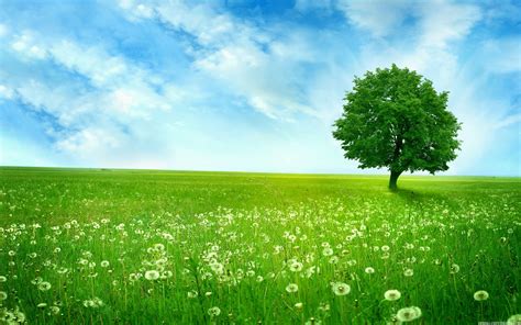 beautiful tree   field high definition wallpapers high