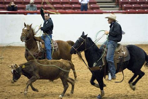 team roping horses  sale