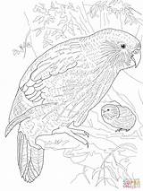 Kakapo Coloring Pages Parrot Realistic Drawing Animal Grown Printable Bird Colour Adult Duck Ups Colouring Parrots Color Nz Print Bookmarks sketch template