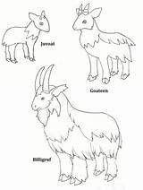 Goats Gruff Troll Lovely Role Drawings sketch template