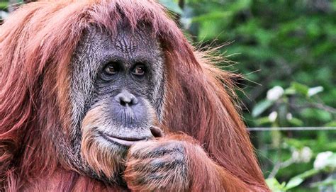 orangutan   million year  extinct apes closest relative futurity