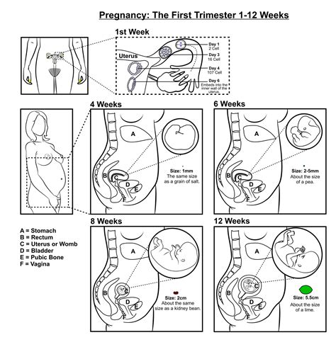 pregnancy teaching sheets view gdhr portal