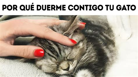 esa es la razón por la que a tu gato le gusta dormir en tu