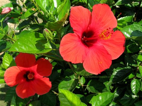 amateur photographer red hibiscus flowers
