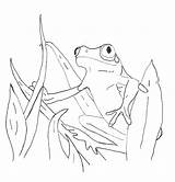 Frog Coloring Pages Tree Eyed Printable Red Color Kids Poison Realistic Dart Frogs Drawing Outline Kermit Children Bestcoloringpagesforkids Getdrawings Activity sketch template