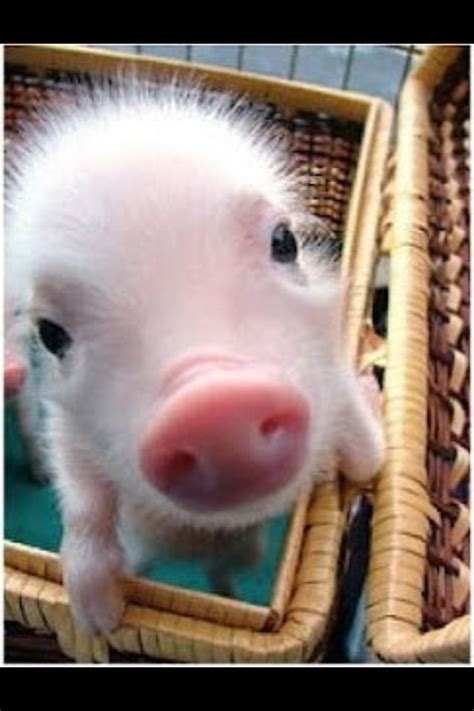 piglet cute piglets cute pigs baby animals