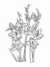 Gladiolen Ausmalbilder Blumen Ausmalen Malvorlagen Schablonen Zeichnen Blume Buch Orchideen Bärlauch Blumenkranz Schritt Hibiskus sketch template