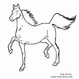 Saddlebred Coloring Horse Pages Color American Index Own sketch template