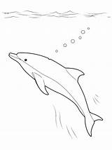 Delfino Delfini Delfin Oceano Disegnidacolorare Colorkid Coloradisegni Kolorowanki Unterwasserwelt Coloriage Submarino Marino Polpo Subacqueo Kolorowanka Coloriages Hai sketch template