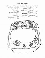 Studyres S1 Biology Excel sketch template