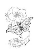 Coloring Butterfly Butterflies Ulysses Stands Plant sketch template