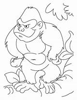 Ape Coloring Template sketch template