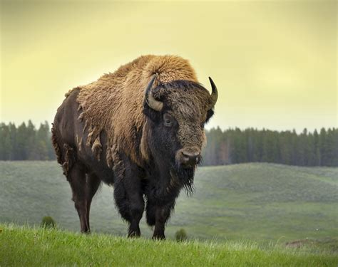 american bison wallpapers top  american bison backgrounds wallpaperaccess