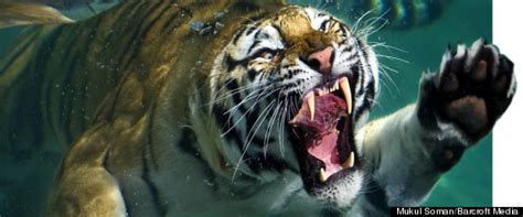 tiger takes  swim   flags discovery kingdom zoo san francisco