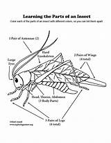 Insects sketch template